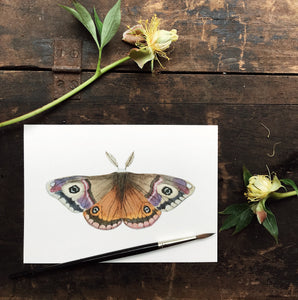 Original Watercolor Print Moth No.1