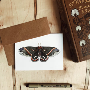 Set of Moth Cards