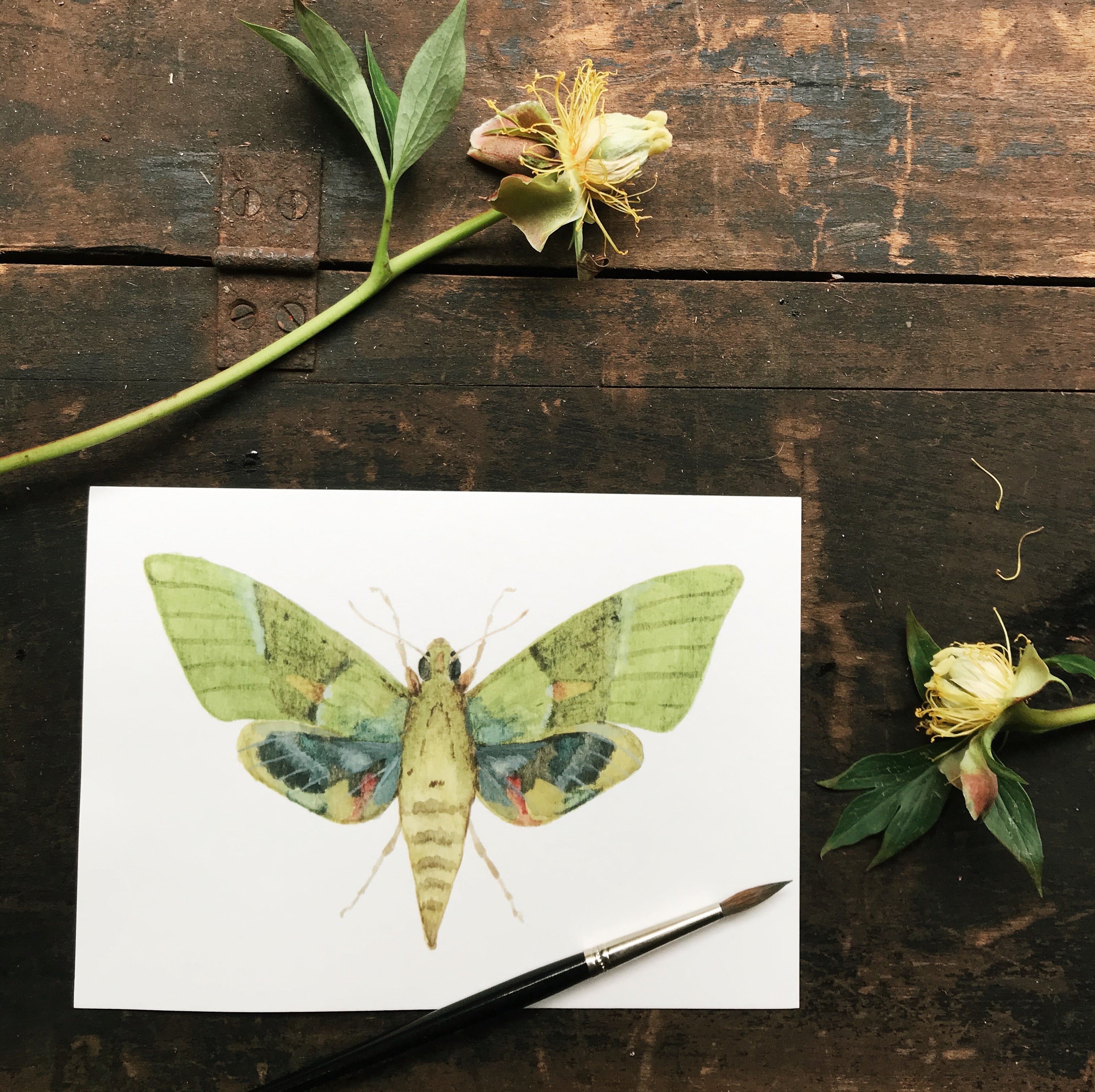 Original Watercolor Print Moth No.3