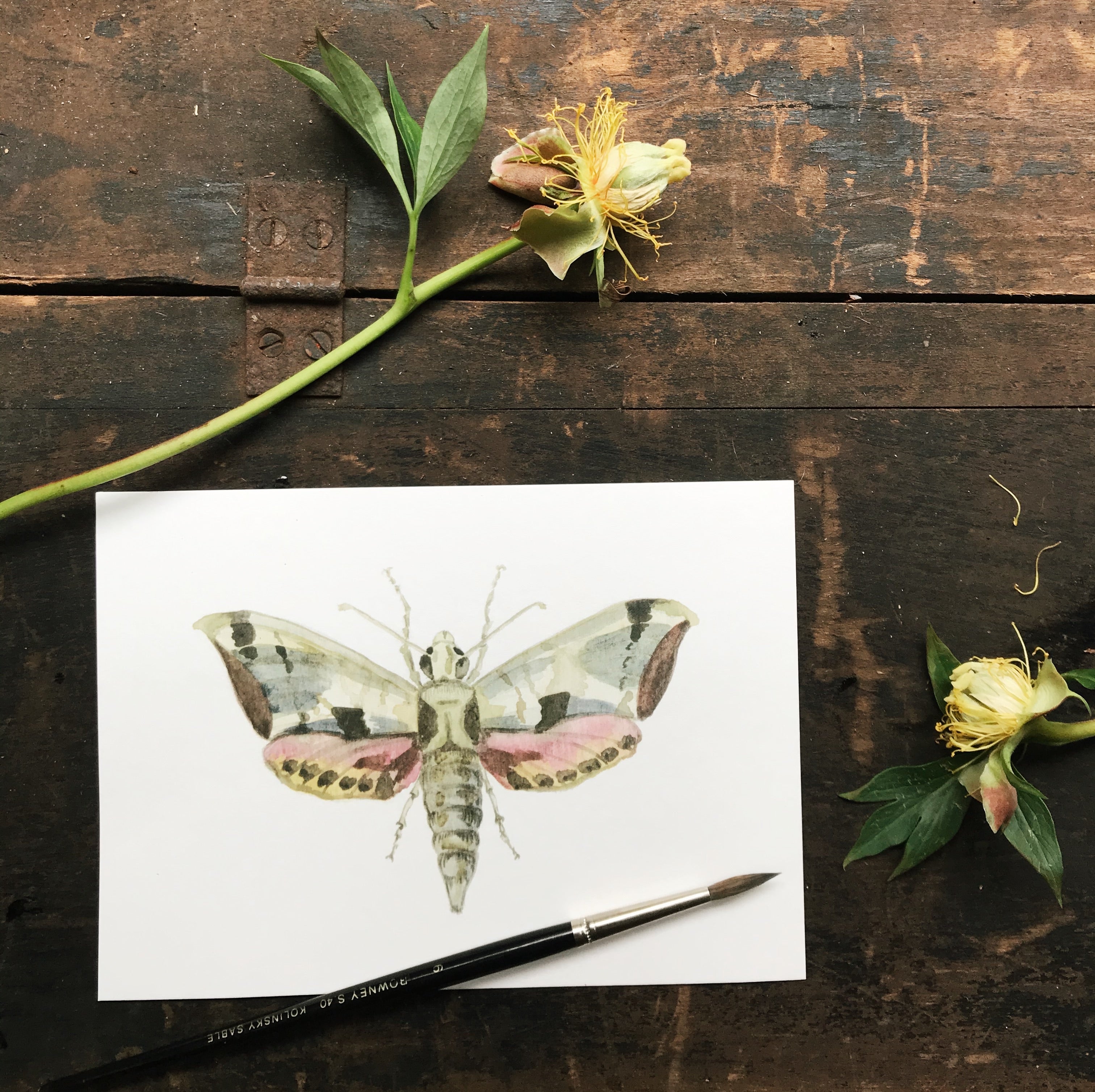 Original Watercolor Print Moth No.4