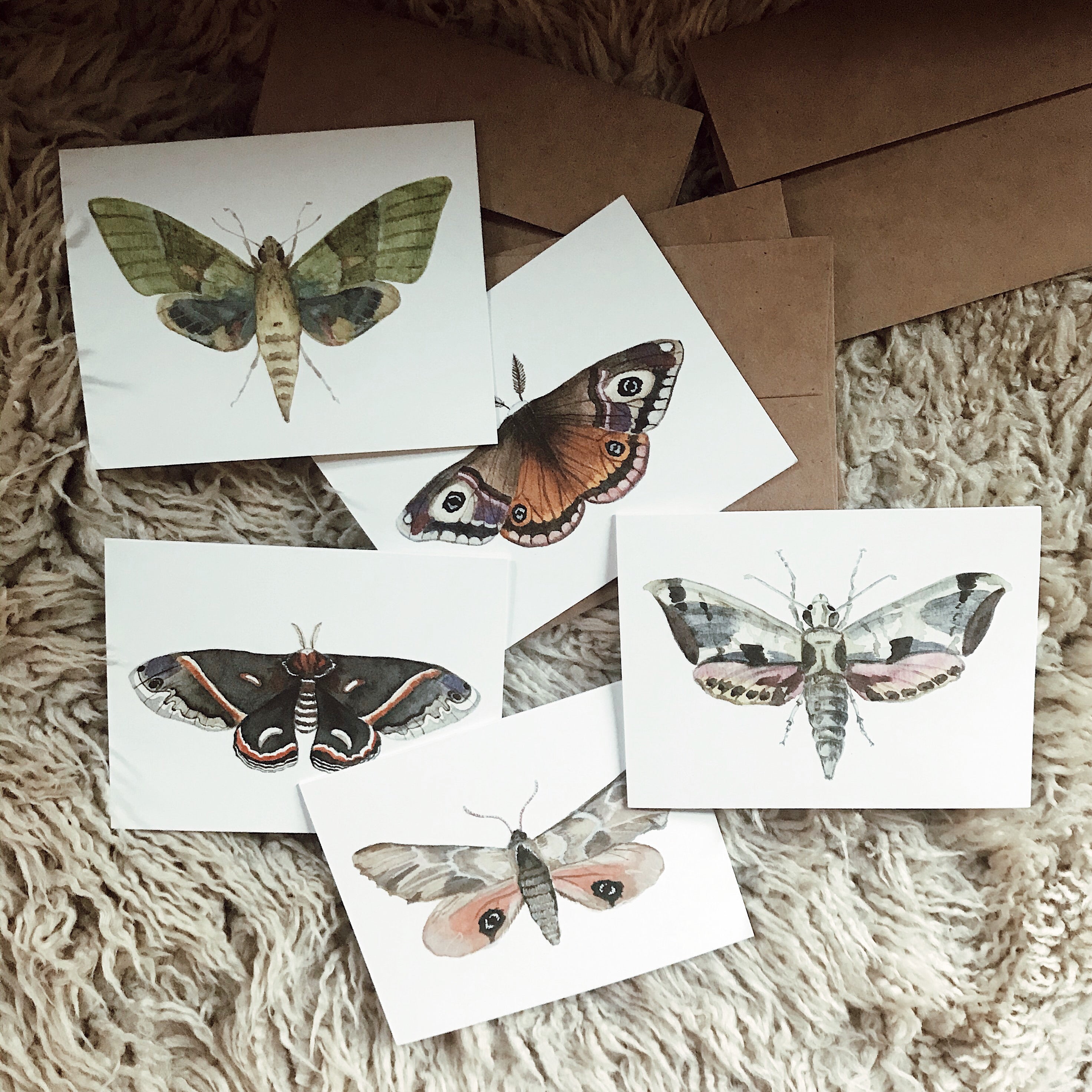 Set of Moth Cards