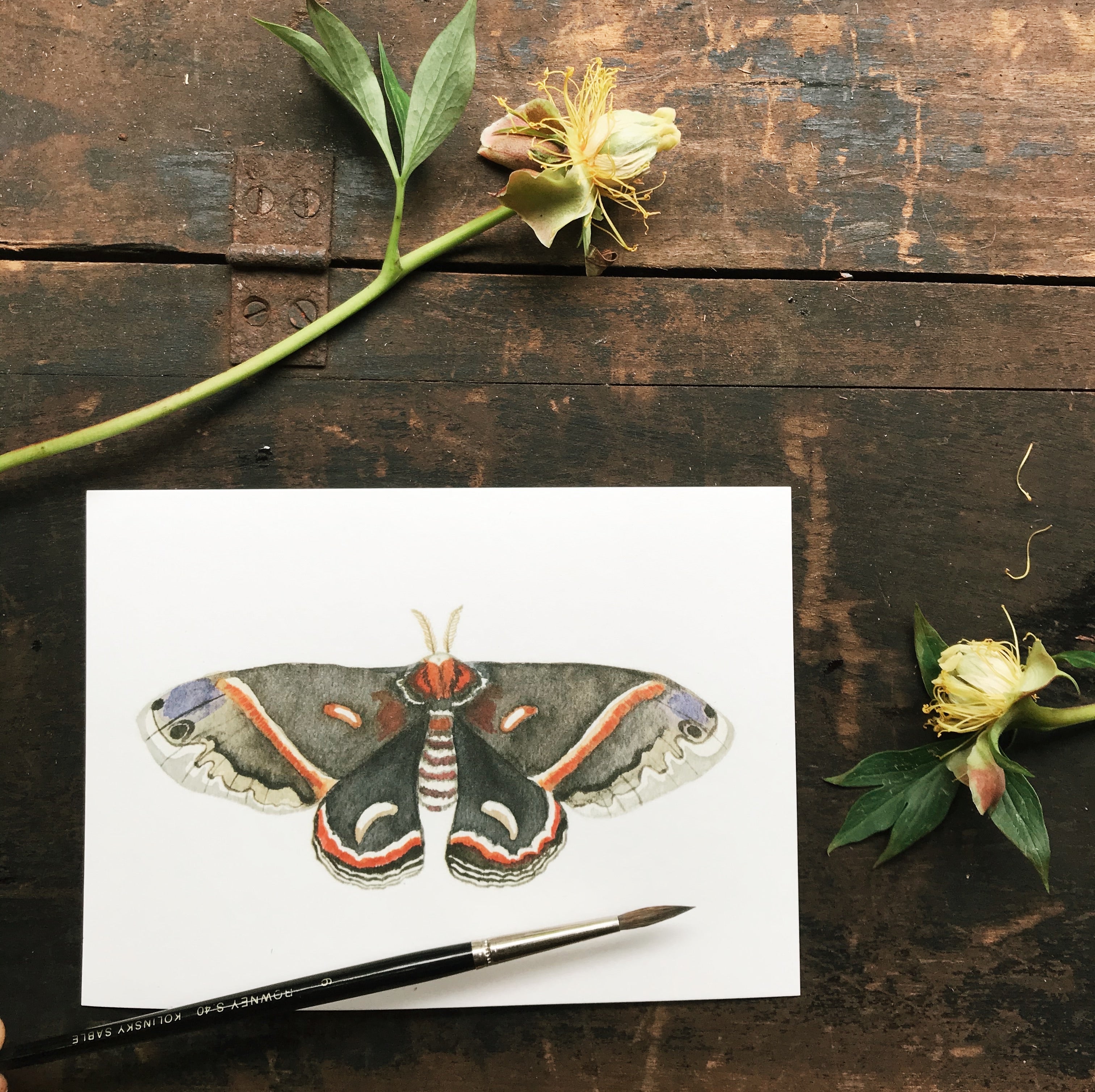 Original Watercolor Print Moth No.2